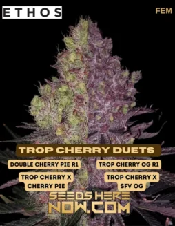 Trop Cherry Duet Feminized Seeds featuring tropical cherry and citrus flavors