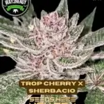 Trop Cherry x Sherbacio (Feminized) - Way2heady Selections
