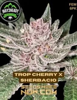 Trop Cherry x Sherbacio cannabis seeds, feminized by Way2heady Selections, featuring cherry and sherbet flavors