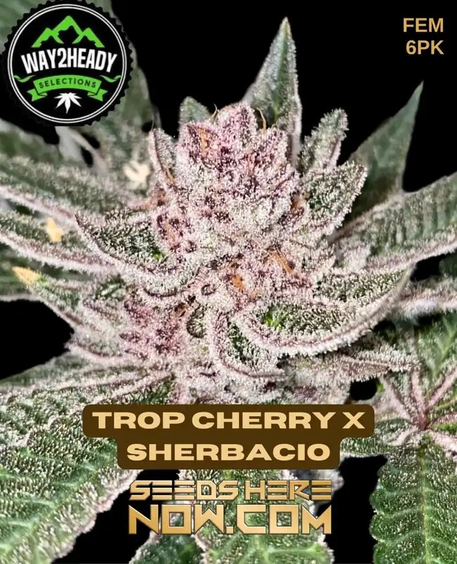 Trop Cherry x Sherbacio cannabis seeds, feminized by Way2heady Selections, featuring cherry and sherbet flavors