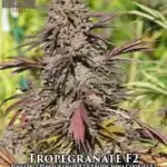 Tropegranate F2 (Regular) - Massive Seeds