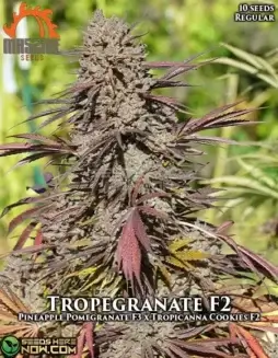 Tropegranate F2 regular seeds pack, hybrid strain with tropical and pomegranate flavors