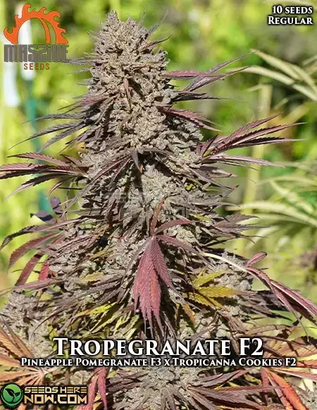 Tropegranate F2 regular seeds pack, hybrid strain with tropical and pomegranate flavors