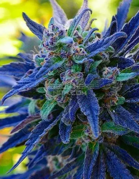 Tropic Berry OG regular cannabis seeds, a hybrid strain with 20-24% THC by Green Fire Genetics