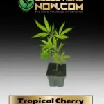 Tropical Cherry Clones - ACC