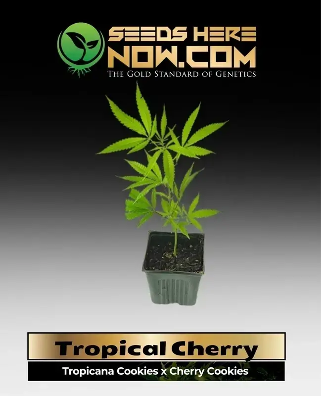 Vibrant Tropical Cherry Clones featuring lush purple buds with orange pistils