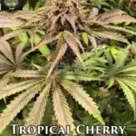Tropical Cherry (Regular) - Trichome Jungle