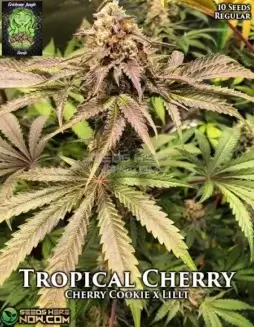 Tropical Cherry cannabis seeds by Trichome Jungle, featuring cherry and tropical fruit flavors
