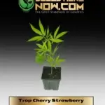 Tropical Cherry Strawberry Clones - ACC