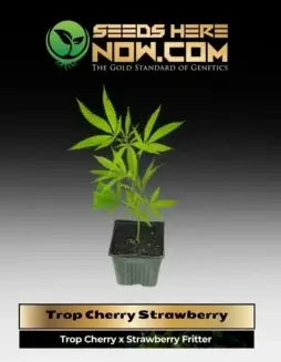 Tropical Cherry Strawberry Cannabis Clones in a pot
