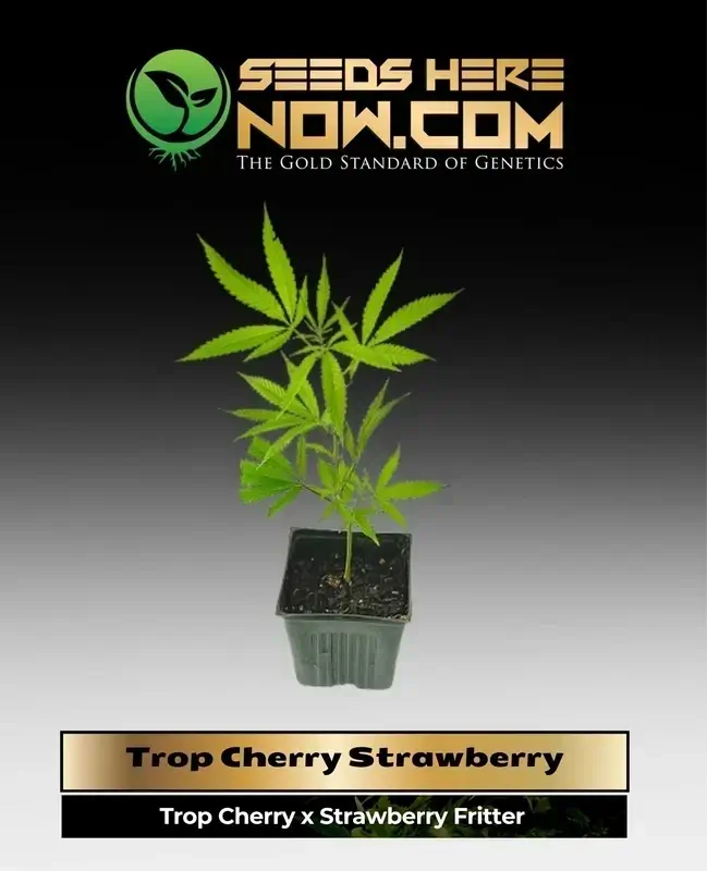 Tropical Cherry Strawberry Cannabis Clones in a pot