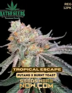Tropical Escape cannabis seeds by Katsu Seeds featuring mango, pineapple, and coconut aromas