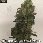 Tropical Orange Soul (Feminized) - Trichome Jungle