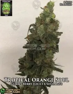 Tropical Orange Soul Cannabis Seeds (space) Citrus and Tropical Fruit Aroma