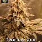 Tropical Soul (Regular) - Trichome Jungle