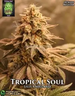 Tropical Soul Cannabis Seeds by Trichome Jungle, featuring citrus and tropical flavors