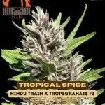 Tropical Spice (Regular) - Massive Seeds