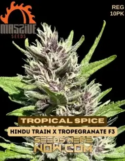Pack of Tropical Spice regular cannabis seeds by Massive Seeds