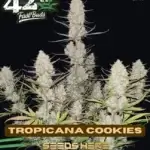 Tropicana Cookies (Autoflower) - Fast Buds