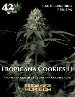 Tropicana Cookies FF Feminized Seeds featuring high THC and vibrant citrus aroma