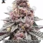 Tropicana Cookies Purple S1 (Feminized) - Dr. Blaze