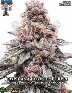 Pack of Tropicana Cookies Purple S1 Feminized Seeds by Dr. Blaze
