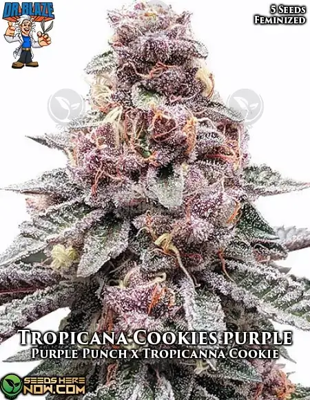 Pack of Tropicana Cookies Purple S1 Feminized Seeds by Dr. Blaze