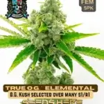 True OG S1 (Feminized) - Elite Clone Seed Company