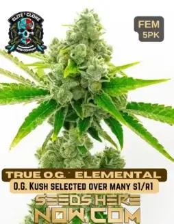 True OG S1 (space) Indica(space)dominant Feminized Seeds with Pine, Lemon, Earthy, Diesel Aromas