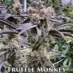 Truffle Monkey (Feminized) - Exotic Genetix