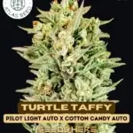 Turtle Taffy (Autoflower) - Atlas Seeds