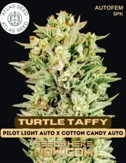 Turtle Taffy Autoflower Seeds (space) Indica Dominant with Sweet Fruity Aroma