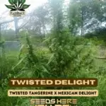 Twisted Delight (Regular) - Flashback Seeds
