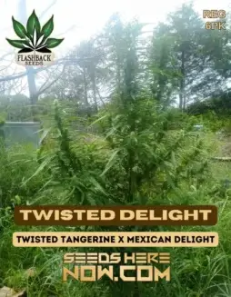 Twisted Delight cannabis seeds by Flashback Seeds, featuring a sativa(space)dominant blend of Twisted Tangerine and Mexican Delight.