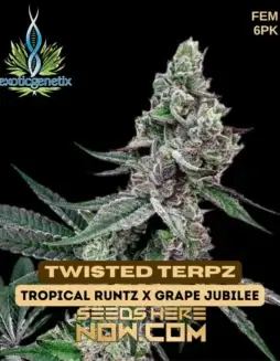 Twisted Terpz Feminized Seeds by Exotic Genetix featuring Tropical Runtz and Grape Jubilee