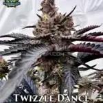 Twizzle Dance (Feminized) - Exotic Genetix
