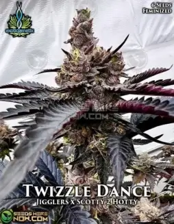 Twizzle Dance Feminized Seeds (space) Exotic Genetix (space) Citrus, Berry, Pine aroma