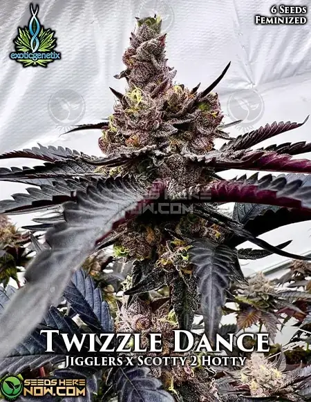 Twizzle Dance Feminized Seeds - Exotic Genetix - Citrus, Berry, Pine aroma