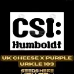 UK Cheese x Purple Urkle 103 (Feminized) - CSI Humboldt