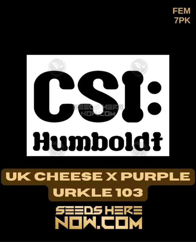 UK Cheese x Purple Urkle 103 Feminized Seeds - Cannabis strain by CSI Humboldt featuring cheese, grape, skunk, and berry aromas