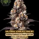 Ultra Violet OG S1 (Feminized) - Elite Clone Seed Company