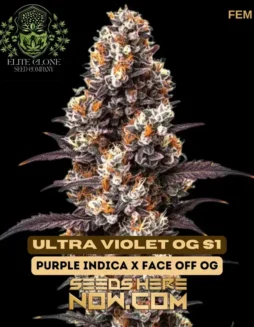 Ultra Violet OG S1 feminized cannabis seeds displaying vibrant purple hues and dense bud structure