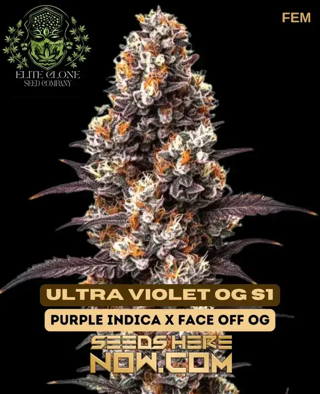 Ultra Violet OG S1 feminized cannabis seeds displaying vibrant purple hues and dense bud structure