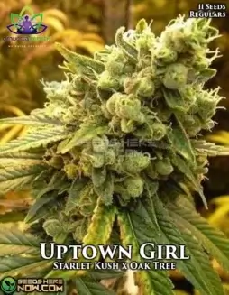 Uptown Girl Regular Seeds by Omuerta Genetix featuring Starlet Kush and Oak Tree lineage