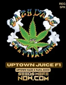 Uptown Juice Regular Cannabis Seeds by Eazy Daze Cultivators featuring vibrant citrus and tropical aromas