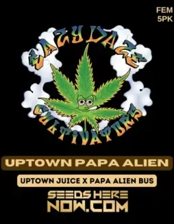 Uptown Papa Alien Cannabis Seeds (space) Feminized Hybrid Strain by Eazy Daze Cultivators