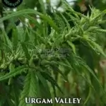 Urgam Valley (Regular) - Indian Landrace Exchange