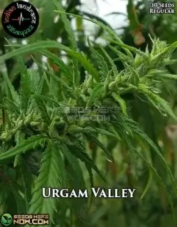 Urgam Valley regular cannabis seeds by Indian Landrace Exchange featuring earthy and citrus tones