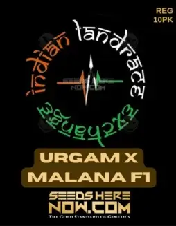 Image of Urgam x Malana cannabis seeds by Indian Landrace Exchange