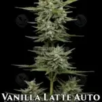 Vanilla Latte (Autoflower) - Humboldt Seed Company